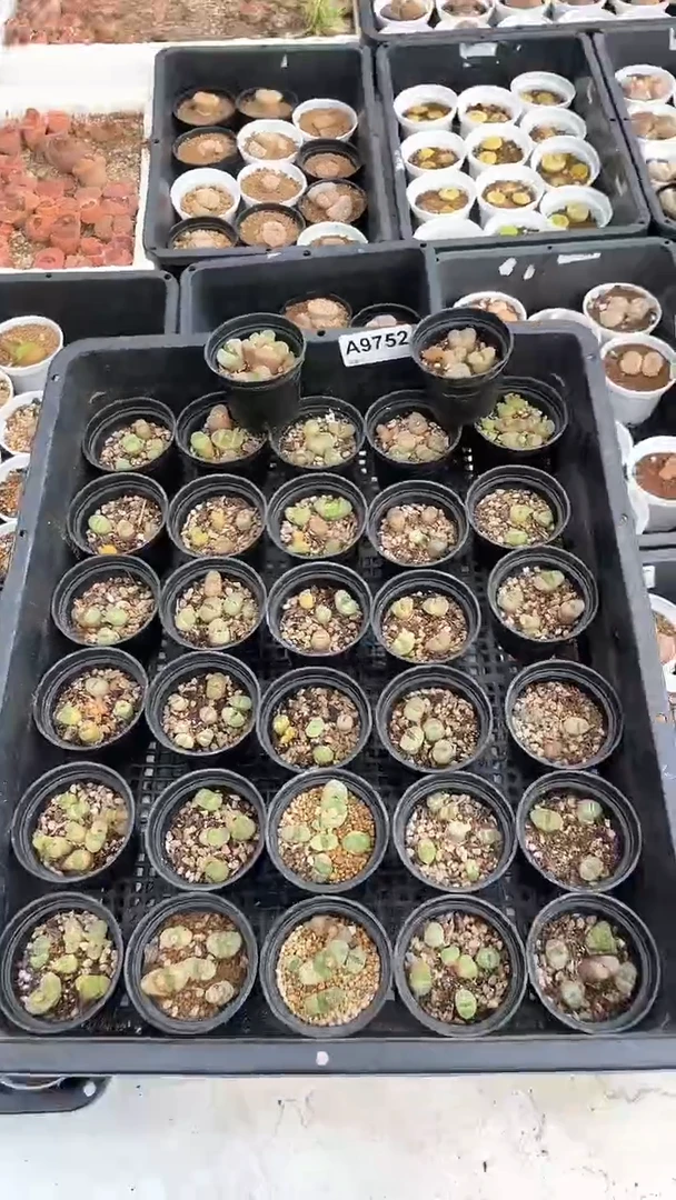 【闪购商品】9752直播一物一拍