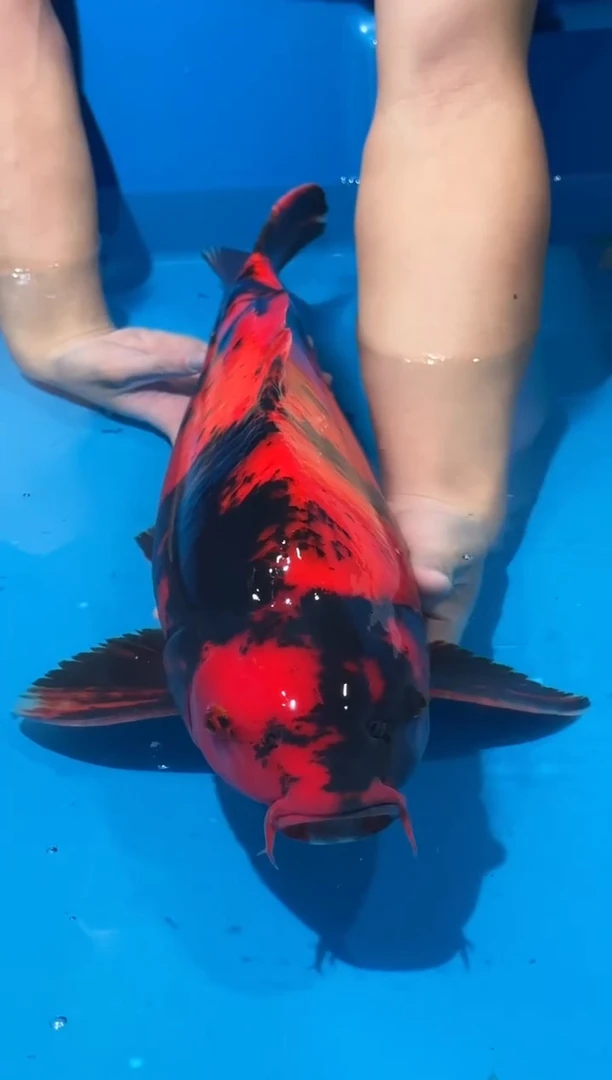 锦鲤佛山金隆锦鲤直播专用闪购链接，不支持天无理由退货退款