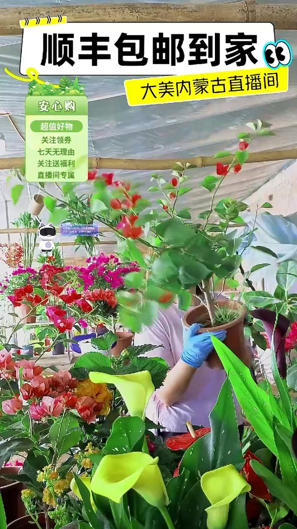 完全开放三角梅高飘枝
