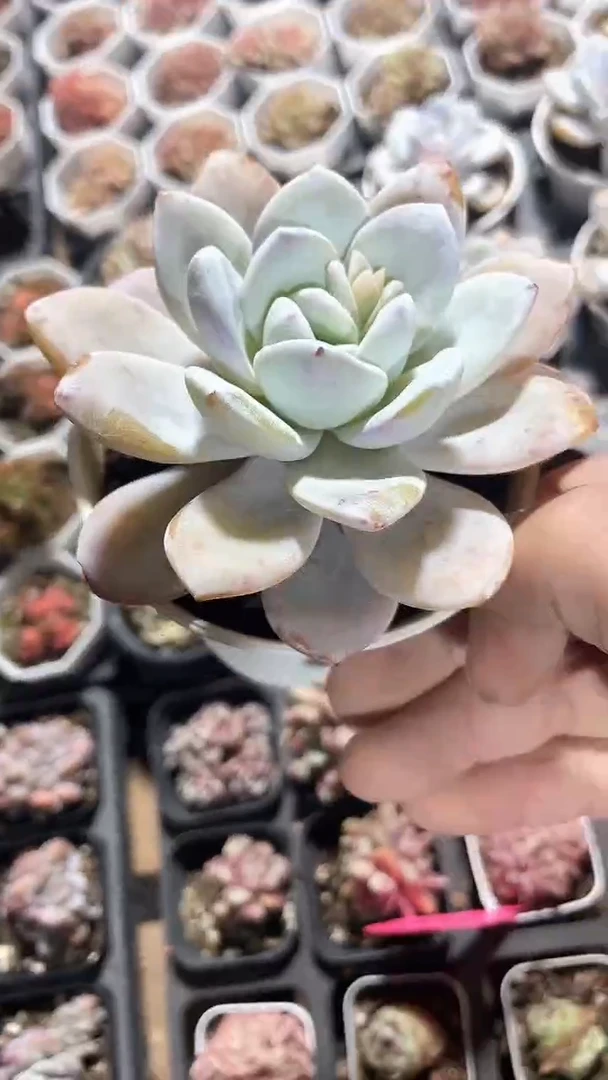 【闪购商品】90盆雪莲单头多肉