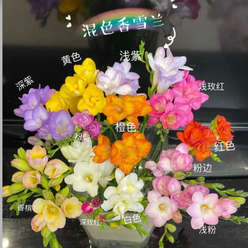 【只发新疆】香雪兰10支随机色（1支损伤坏不赔付）