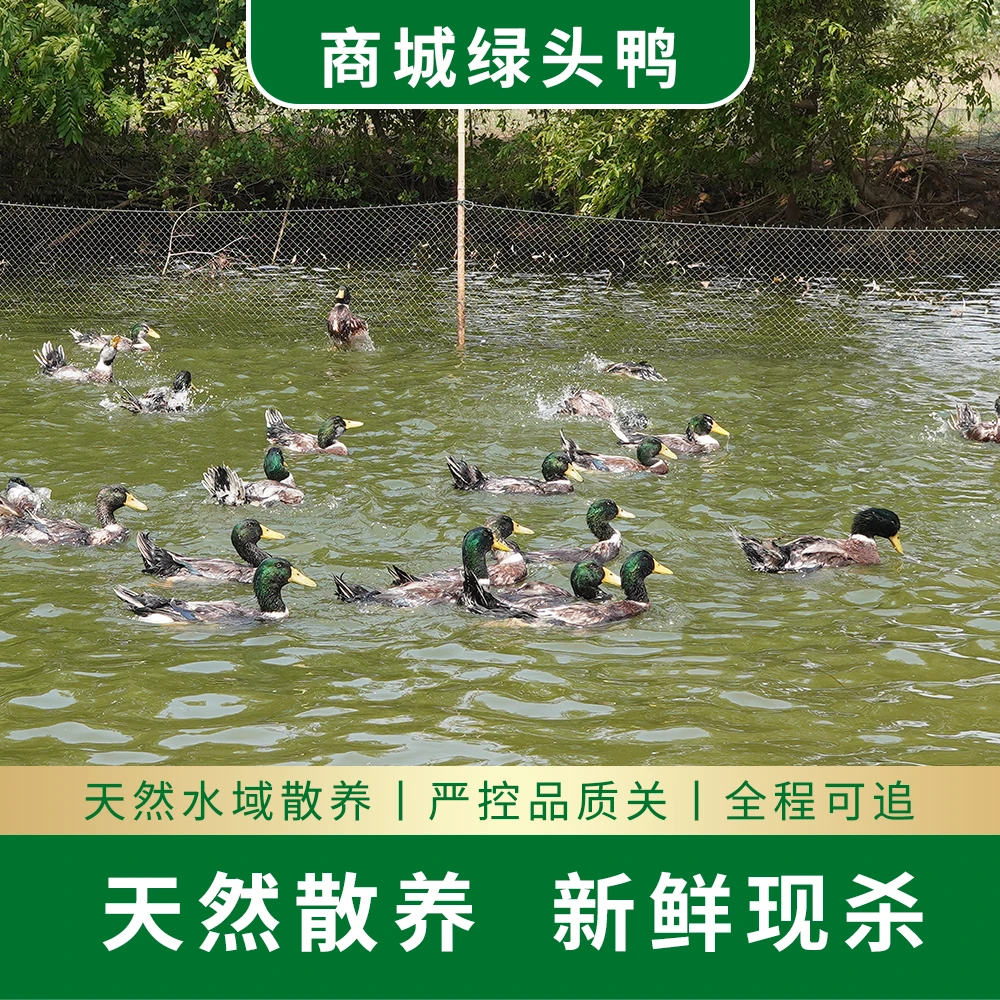 【亿众源绿头老鸭】水域放养1年以上精品绿头老鸭现拍现处理七五杀