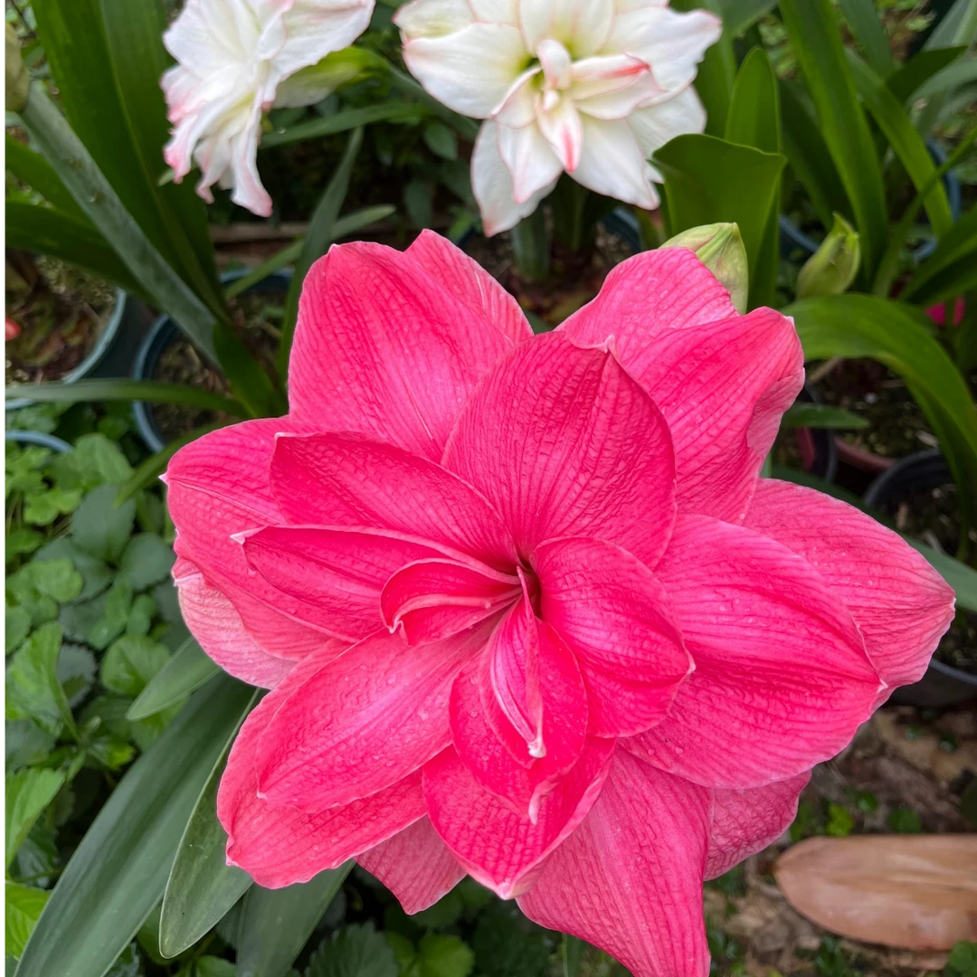 （糖果仙女）朱顶红种球 花卉