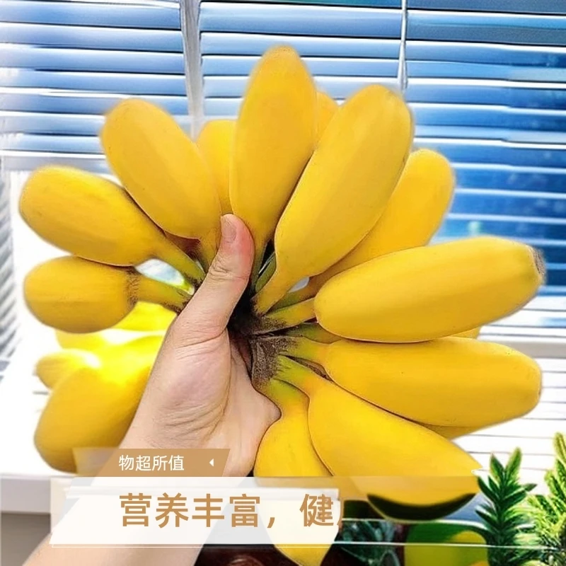 【现摘青果】香甜正宗苹果蕉当季糯香甜薄皮新鲜孕妇青皮香蕉整箱装