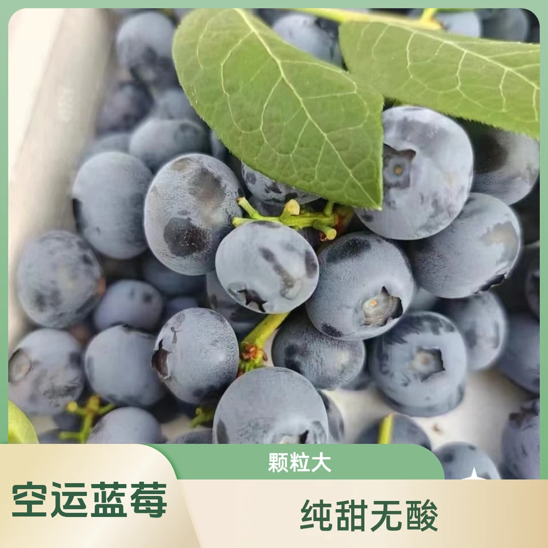 【拉萨水果同城配送】空运大颗粒丹东蓝莓纯甜无酸一箱450克【18mm-20mm]云南蓝莓辽宁省丹东市
