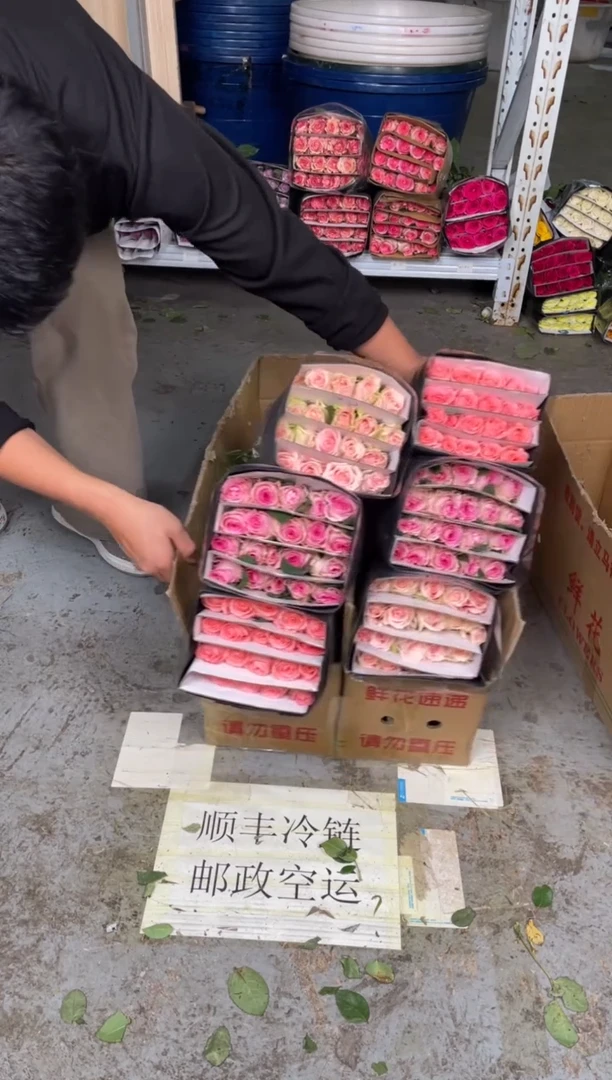 洛神20枝+粉爱神20枝+戴安娜20枝