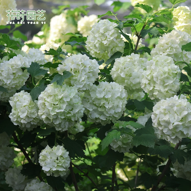 花莳园艺 【欧洲木绣球】花苗盆栽地栽庭院花园植物