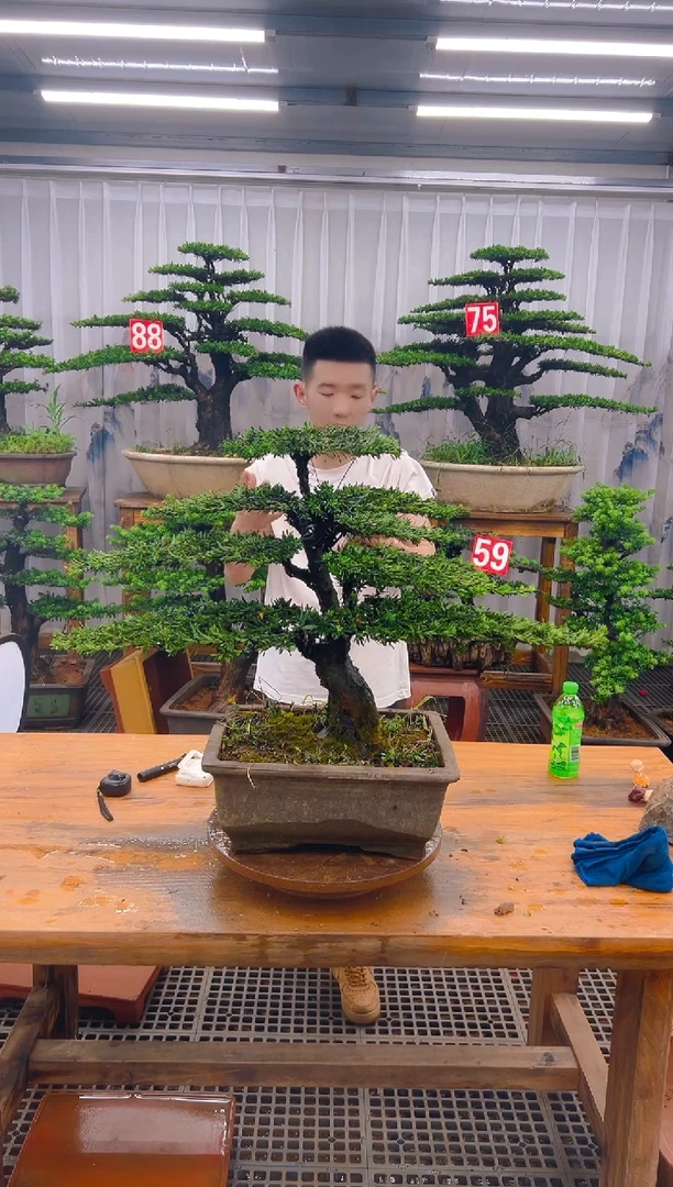 无花朵精品盆景直播间一物一拍