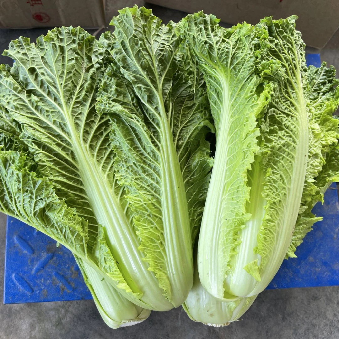 云南本地新鲜农家蔬菜麻叶青大白菜天津绿绍菜高杆龙牙青口长白菜