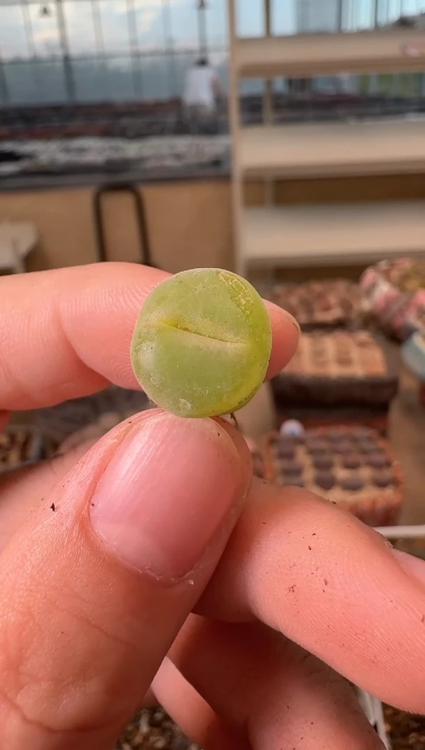 12-142多肉植物肉锥胭脂扣微瑕