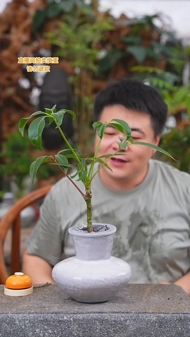 当前无花栽培后可以开花保罗150+