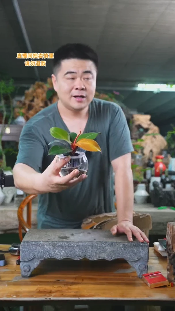 当前无花栽培后可以开花玫瑰蔓绿绒365T