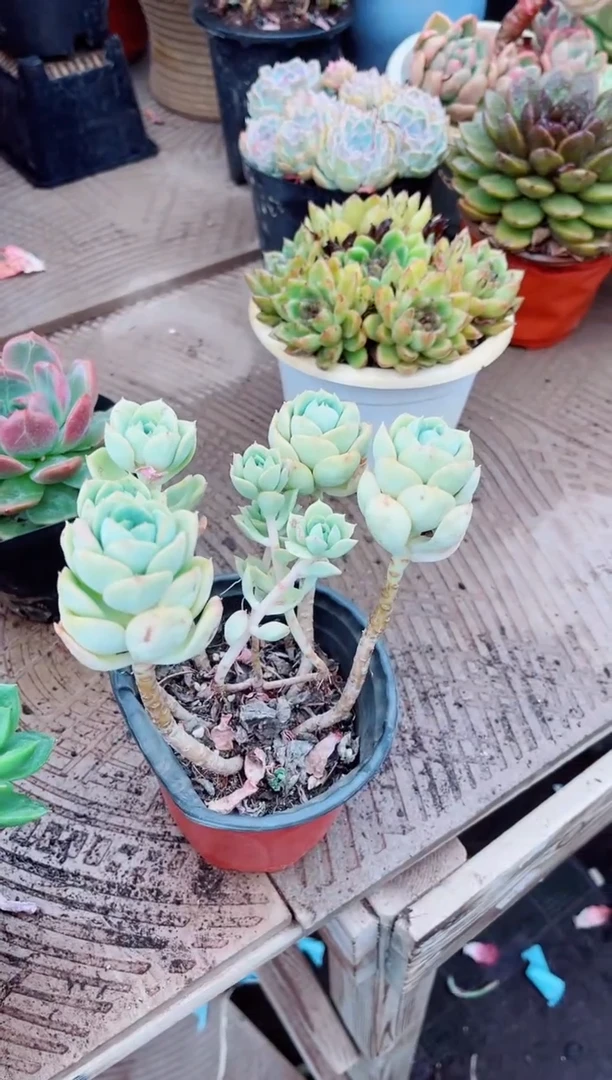 এ**鱼08168多肉植物一物一拍