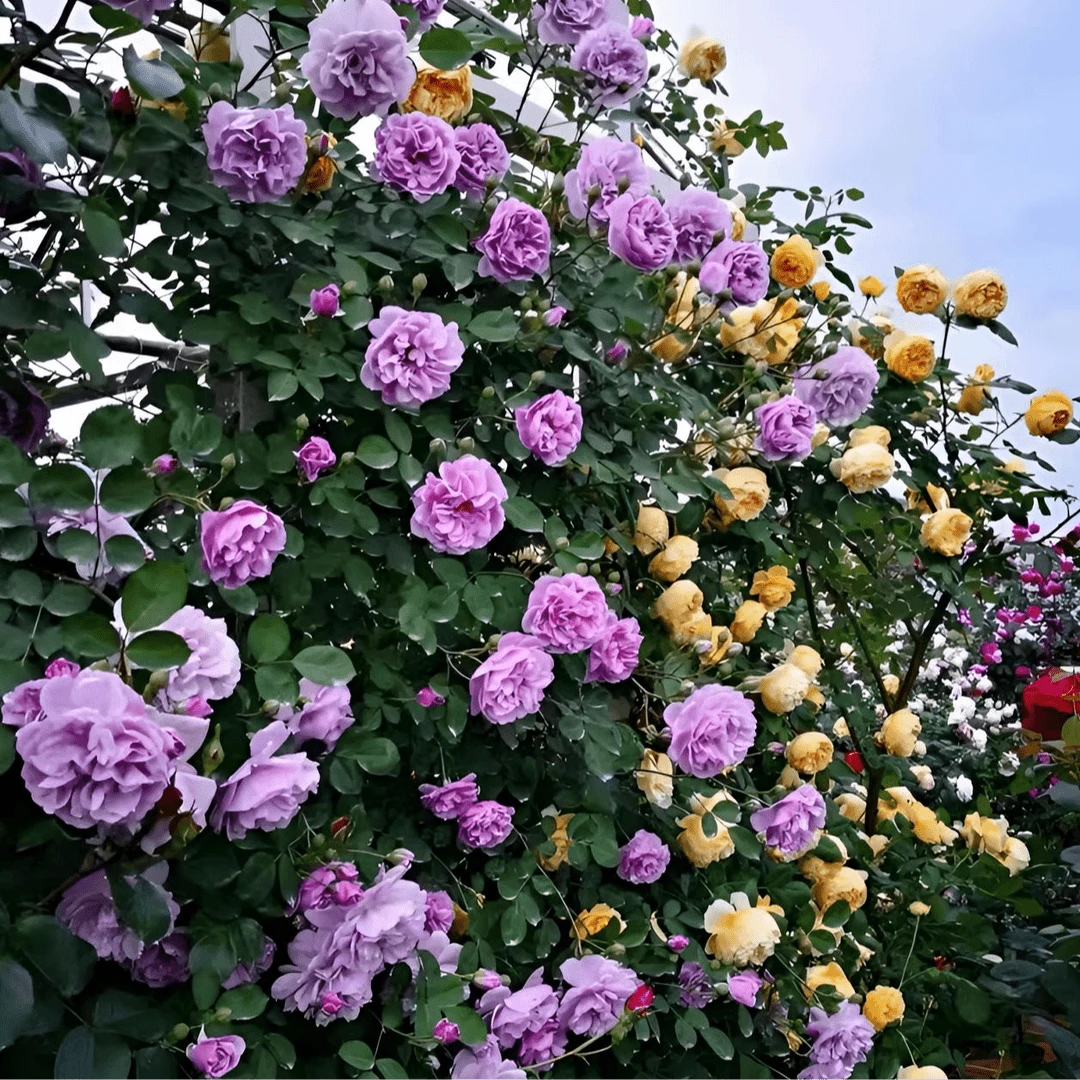 【爬藤蔷薇花种子】混色庭院花海四季开花红刺梅阳台装饰盆栽花种子