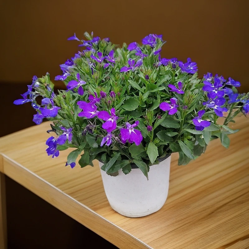 六倍利蓝色网红青花瓷多年生花园植物