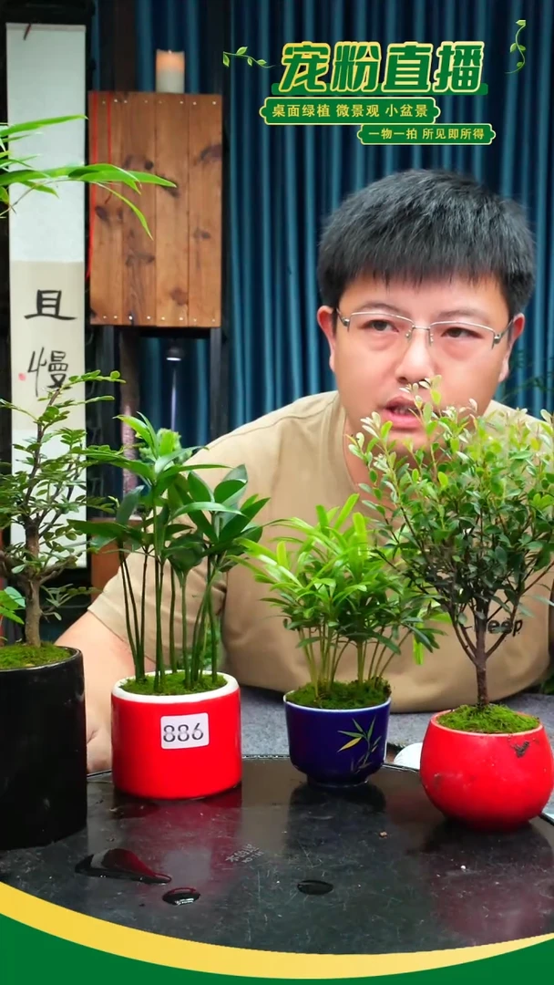 无花朵A****梵苔藓微景观886号