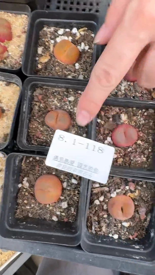1-118多肉植物肉锥一颗