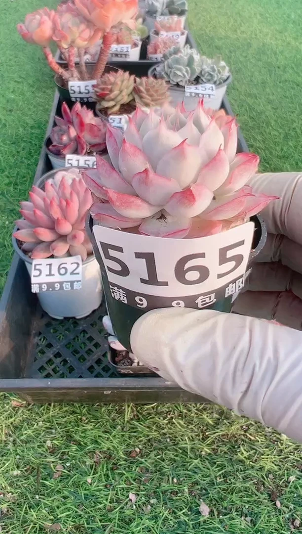 【闪购商品】信福多肉一物一拍