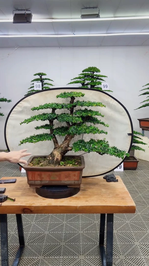 无花朵一物一拍一物一拍