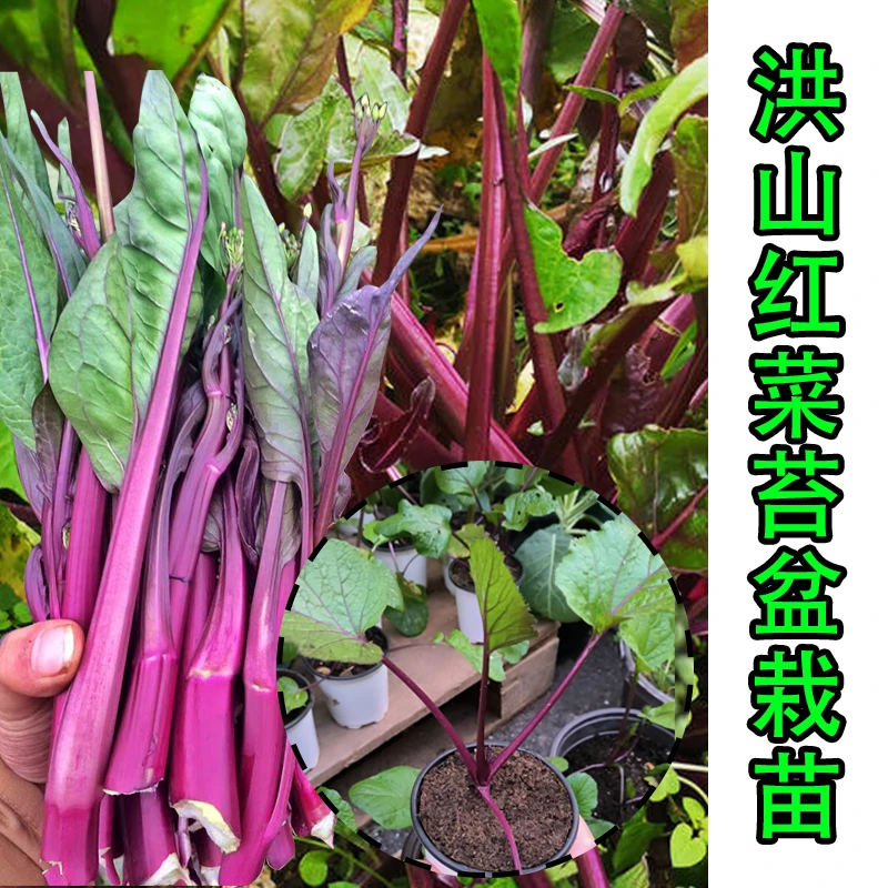 [开水妈妈宠粉2盆装]武汉洪山红菜苔苗带土盆栽苗90mm直径菜苗