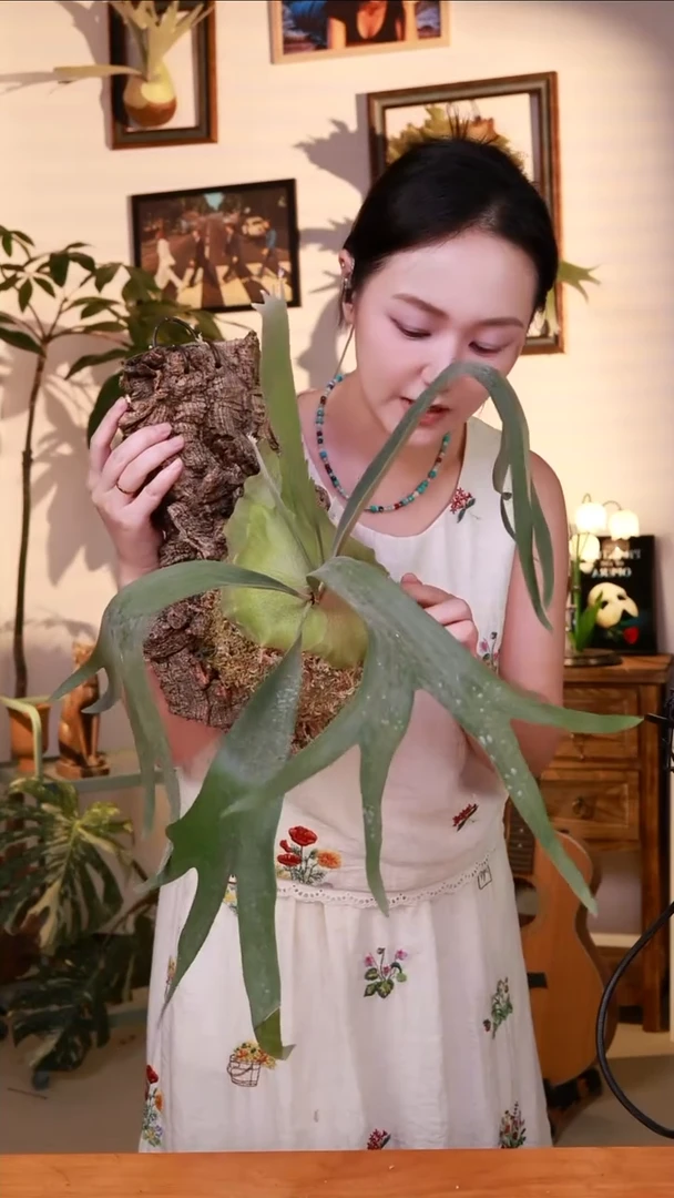 无花朵千手观音鹿角蕨上板神器