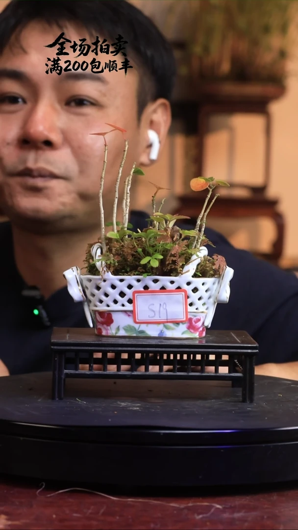 完全开放S19草本植物 不包邮