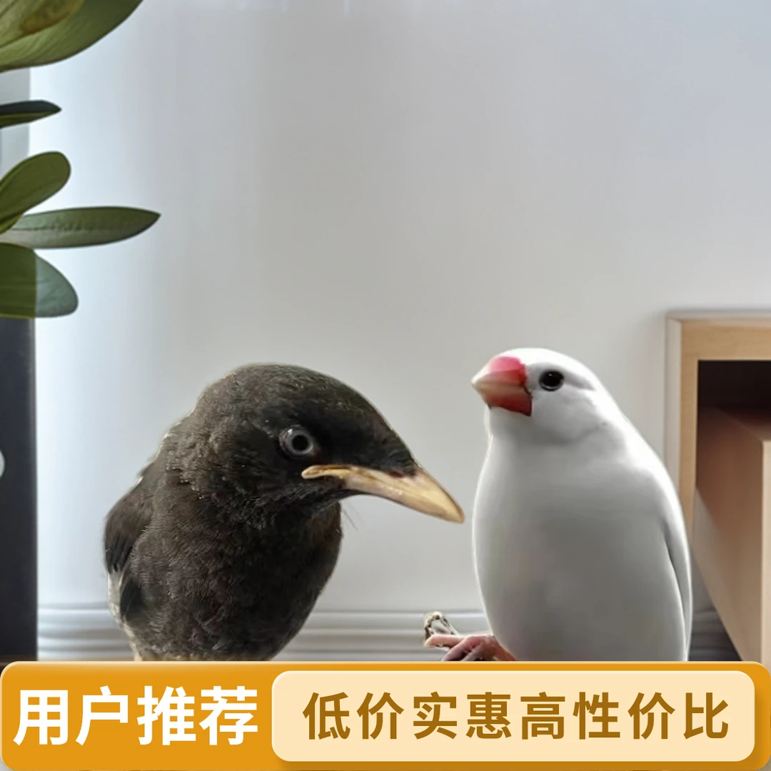 小黑超级可爱说的快说的多