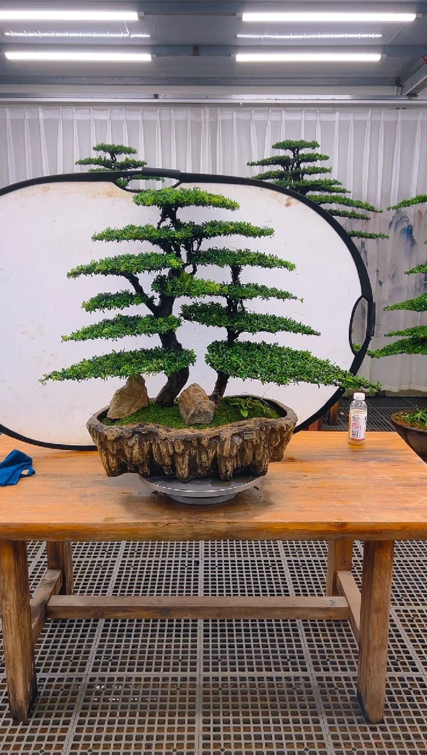 无花朵精品盆景直播间一物一拍