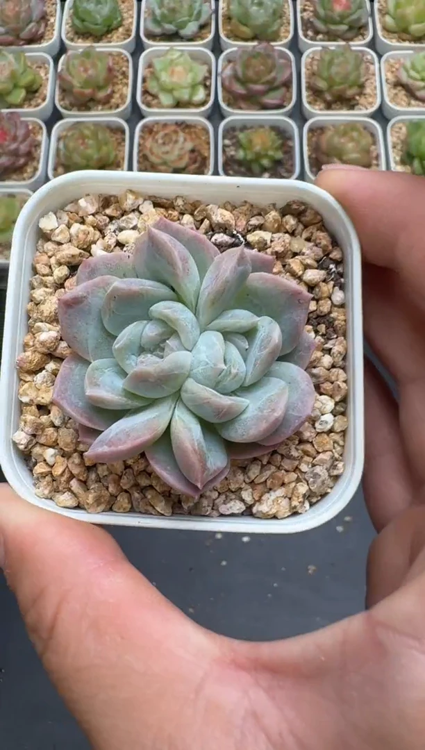 283G云禹多肉植物 脱土纸巾打包 3颗包邮