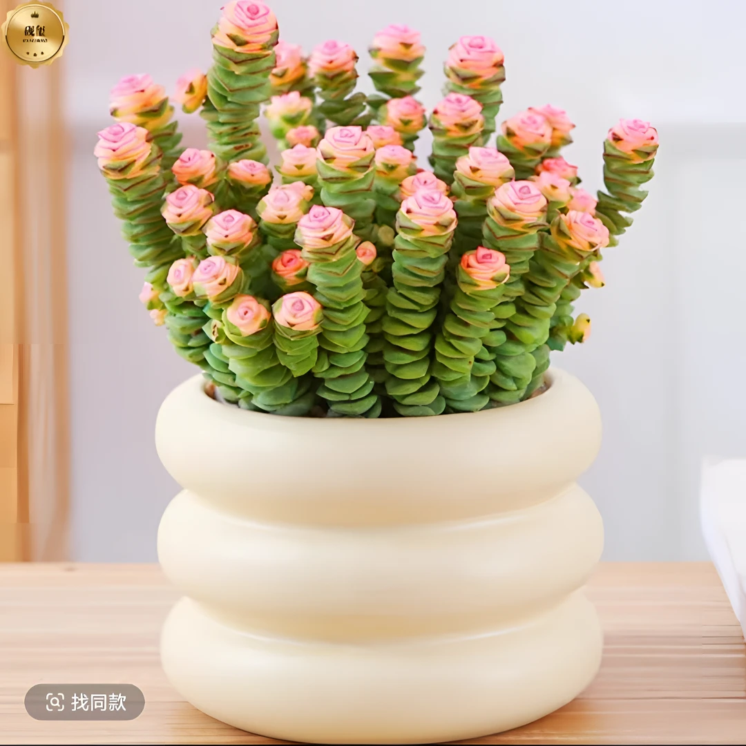 【钱多多专属】钱串子多肉小盆栽室内懒人养不死多肉盆栽办公室桌面