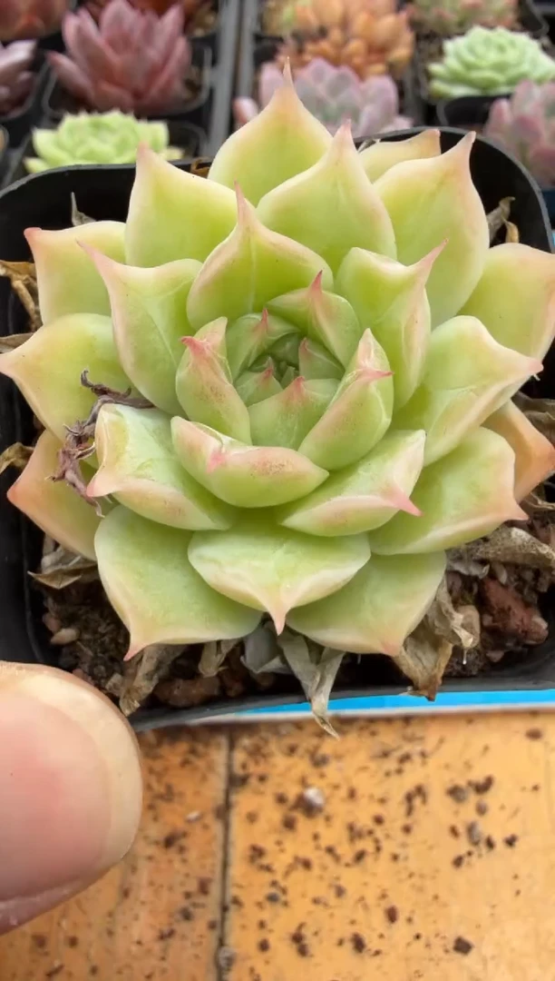 东云多肉园二店-123