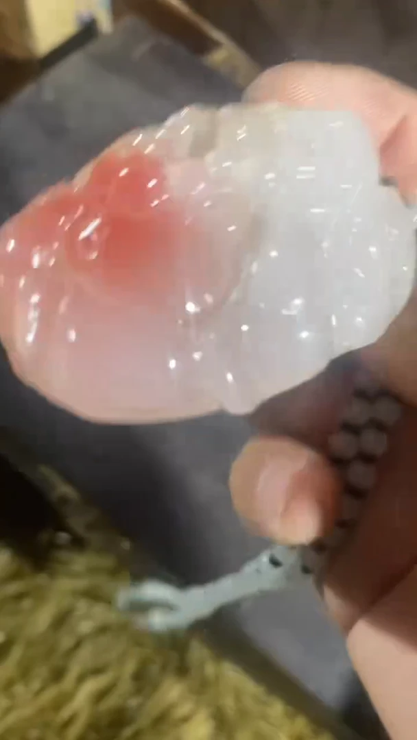香榧木（1个小复利）