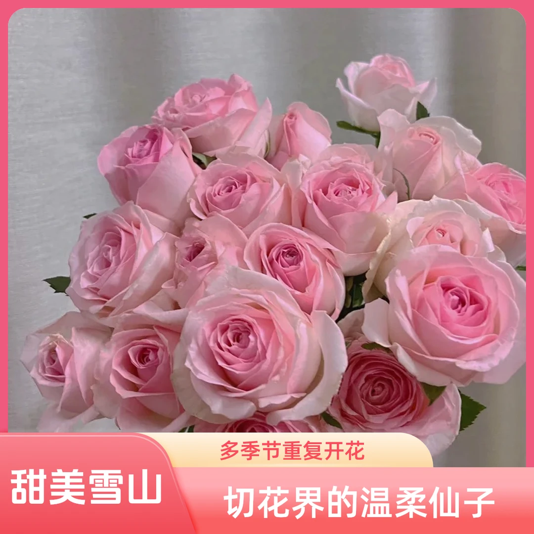 黑哥的花园桃红雪山月季桃粉渐变高杯抗病耐热四季爆花阳台庭院入