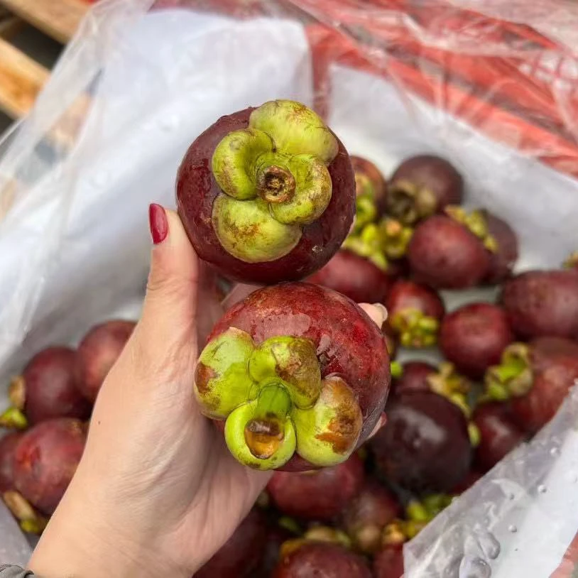 泰国山竹4a老树麻竹新鲜到货40年树龄3斤，5斤装