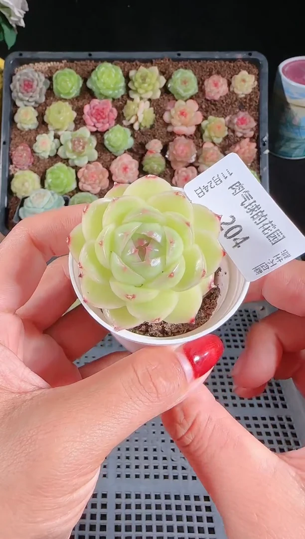 1124-204群生不包整