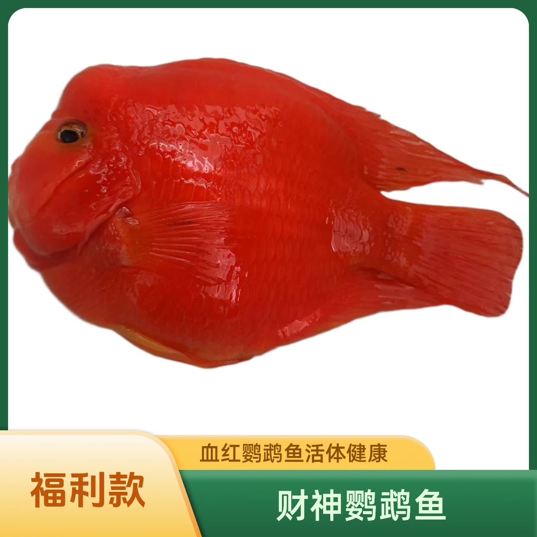 【20-22】财神鹦鹉鱼 血红鹦鹉鱼活体中大型热带观赏鱼混养发财金刚