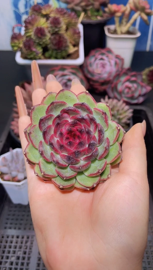 【闪购商品】283迷雾森林单头量拍1颗