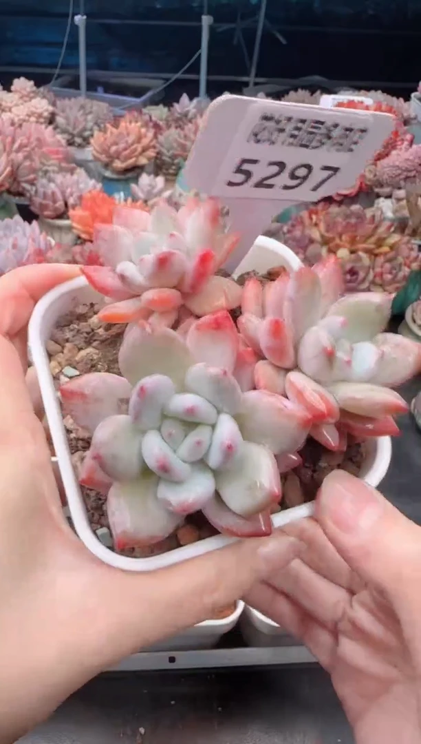 【闪购商品】5297.