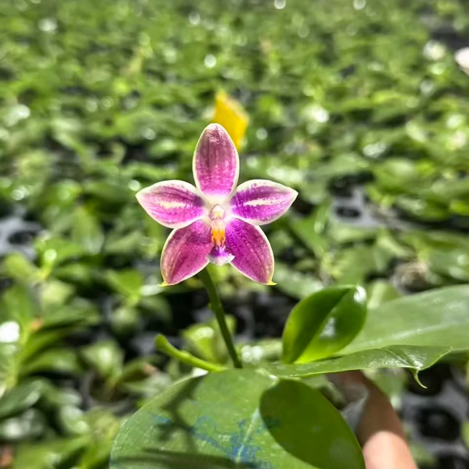 彩虹烈鹰交宝贝路德 （2.5）轻微叶瑕空根（实生）