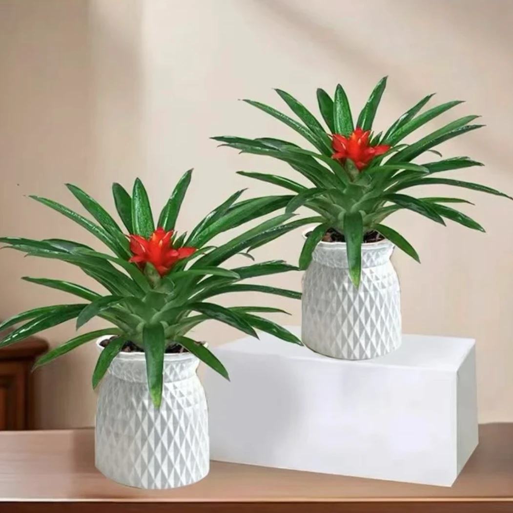 【拍一发二】鸿运当头盆栽凤梨水培花卉鲜花绿植水养室内