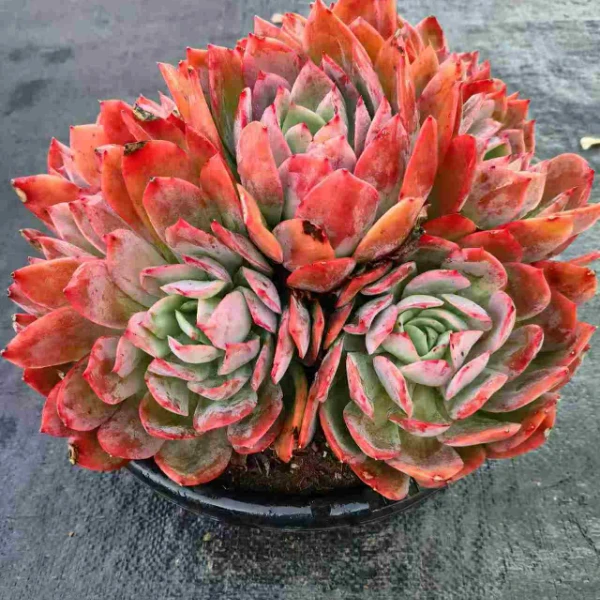 大绮罗仙子 新手必拍 好看好养 精品多肉植物云南发货