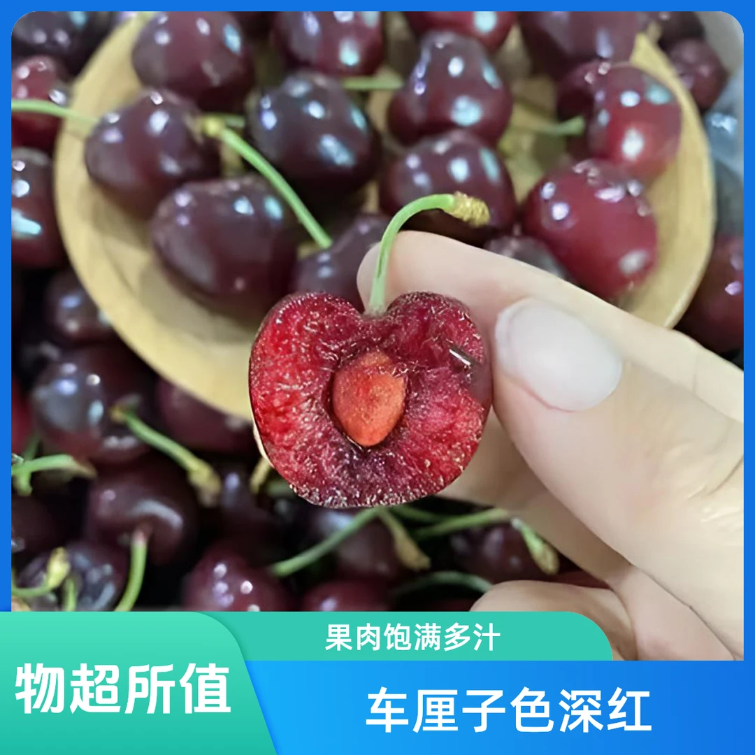 【丁果鲜生】小蜜蜂海运车厘子双JD车厘子净重5斤桑提娜智利