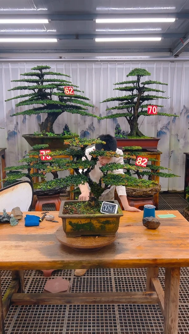 无花朵精品盆景直播间一物一拍