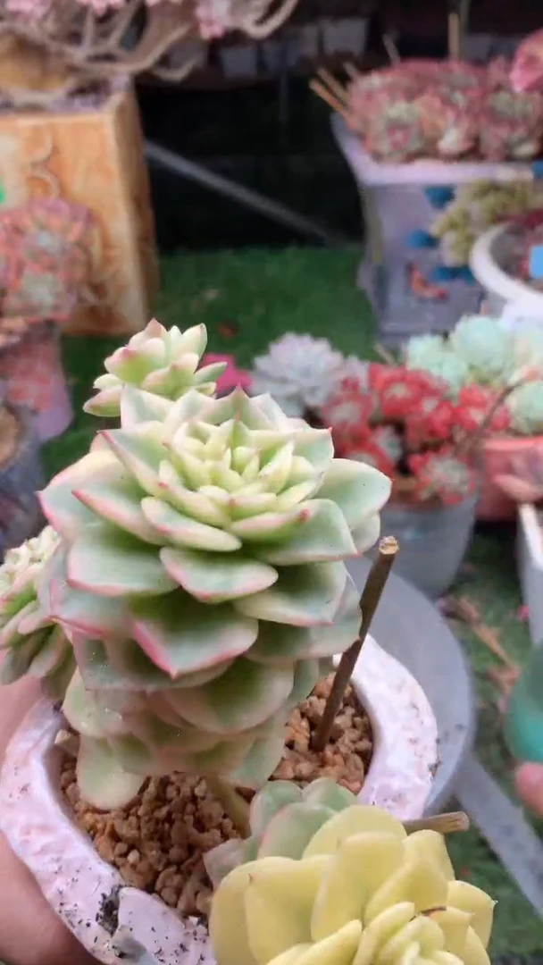 守**福187蜡牡丹锦