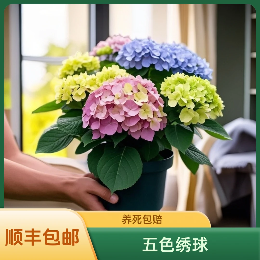 【顺丰包邮】多色绣球花苗多尽夏大花卉花园庭院植物