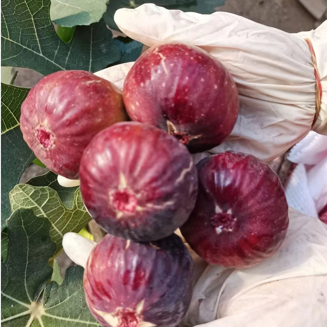 树熟精选无花果2斤（波姬红）j