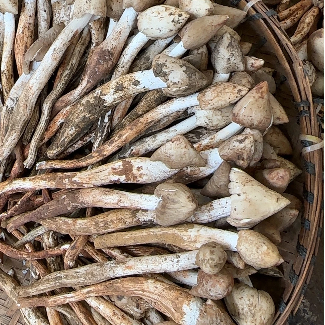 云南新鲜野生火把鸡枞山珍美味菌油鸡枞顺丰包邮