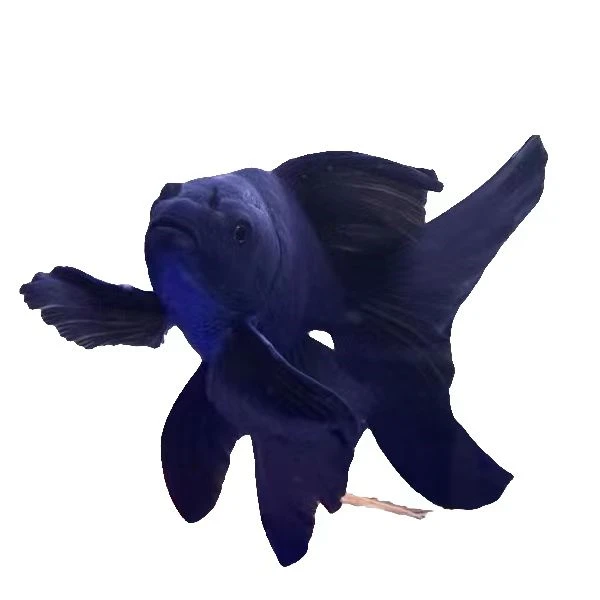 黑色墨蝶精选11 - 13厘米蝴蝶鲤冷水观赏鱼大尾大鳍