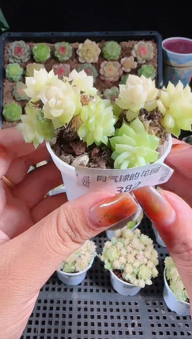 1030-382麦秆群不包整