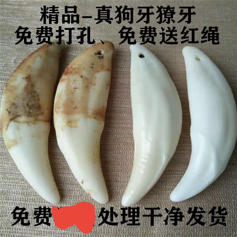 大号黑狗牙项链情侣吊坠獒牙饰品大人带挂件手链生肖男女挂饰